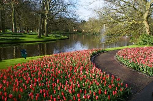 オランダ Gwがチューリップの見頃 キューケンホフ公園の見どころ6選