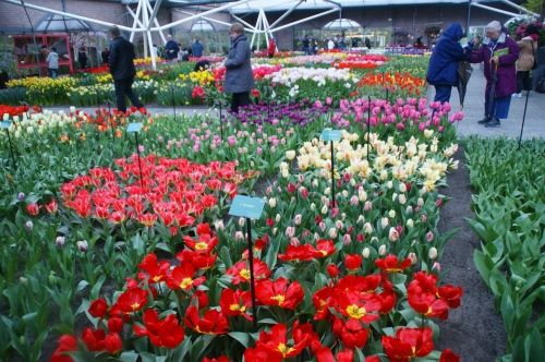 オランダ Gwがチューリップの見頃 キューケンホフ公園の見どころ6選