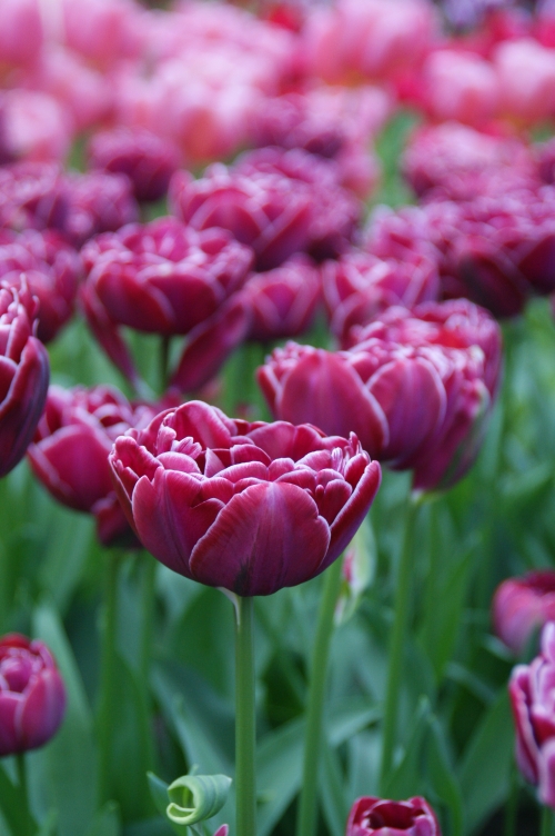 オランダ Gwがチューリップの見頃 キューケンホフ公園の見どころ6選