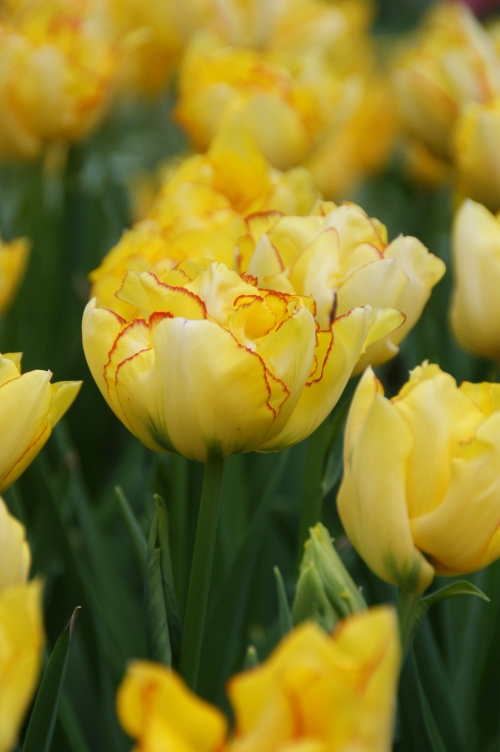 オランダ Gwがチューリップの見頃 キューケンホフ公園の見どころ6選