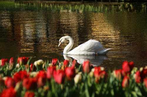 オランダ Gwがチューリップの見頃 キューケンホフ公園の見どころ6選