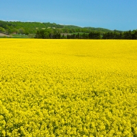 22年 北のなのはな会 安平町の菜の花畑 はどんなところ 周辺のみどころ 人気スポットも紹介します