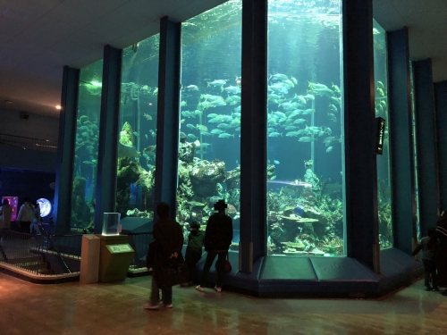 静岡 三保松原も近く 東海大学海洋科学博物館 自然史博物館