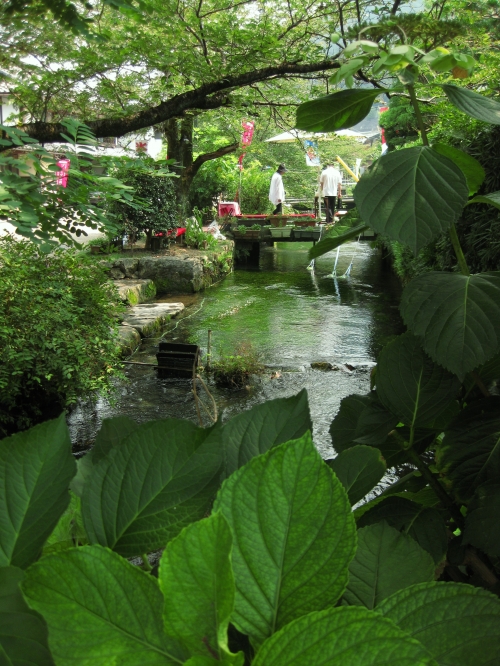 夏に最適 醒井宿で水の妖精 梅花藻を見る 滋賀