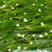 22年 醒井 地蔵川の梅花藻 さめがい じぞうがわ はどんなところ 周辺のみどころ 人気スポットも紹介します