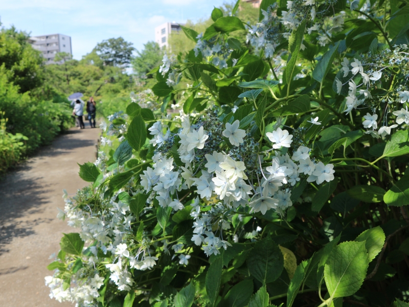 東京 東向島でのんびりお散歩を楽しもう