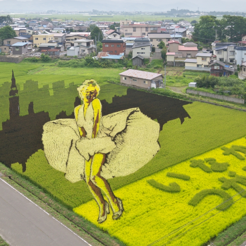 青森県田舎館村の超ハイクオリティ「田んぼアート」とは？