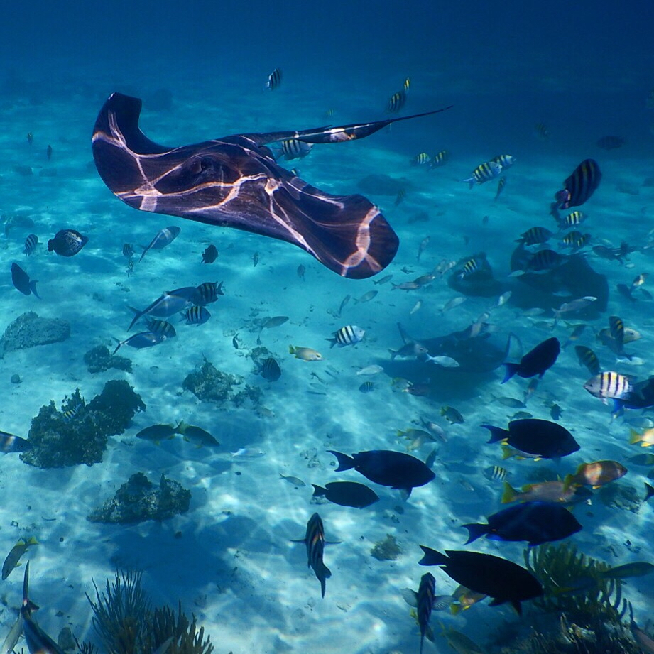 ケイマン諸島の写真（ケイマン諸島） ｜ トリップノート