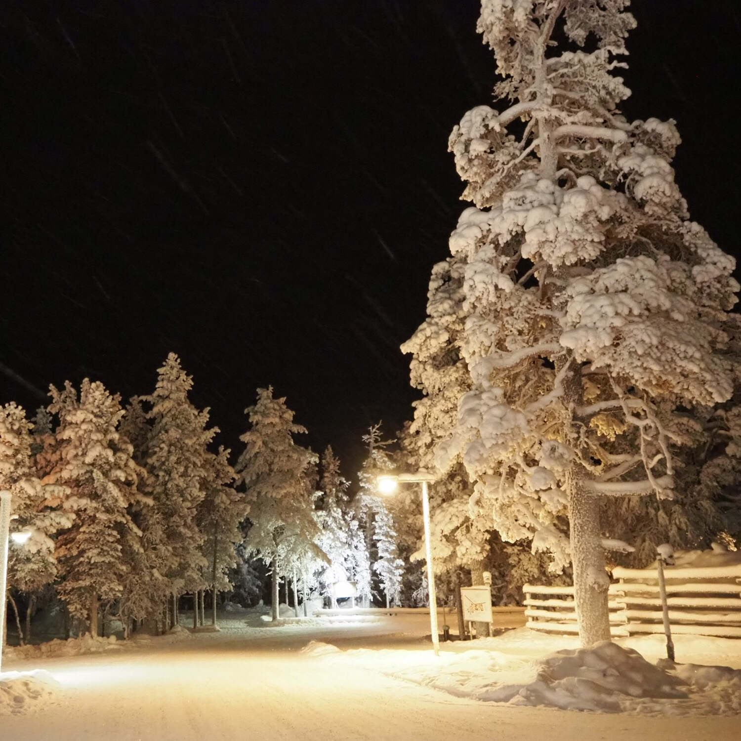 サーリセルカの写真（フィンランド サーリセルカ） ｜ トリップノート