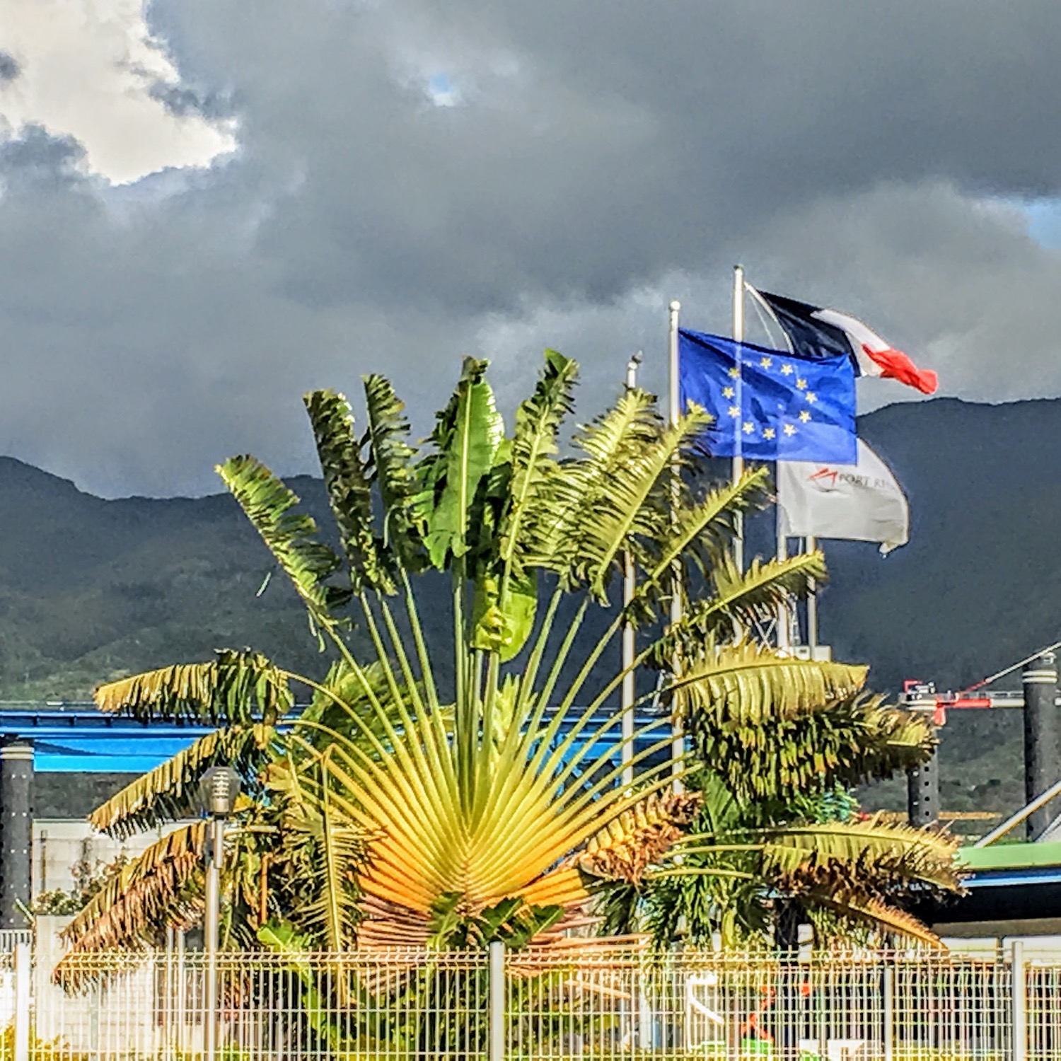 レユニオンの写真(レユニオン島の旅人の木。) | トリップノート