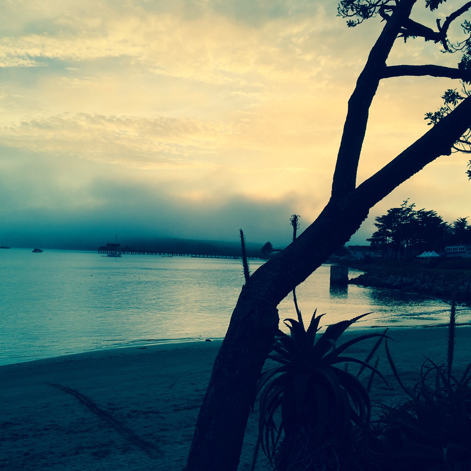 ハーフムーンベイの写真(Half Moon Bayシリコンバレーから西に山を越え...) | トリップノート