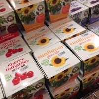 レモン・ゼスト