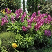 フラワー・ドーム