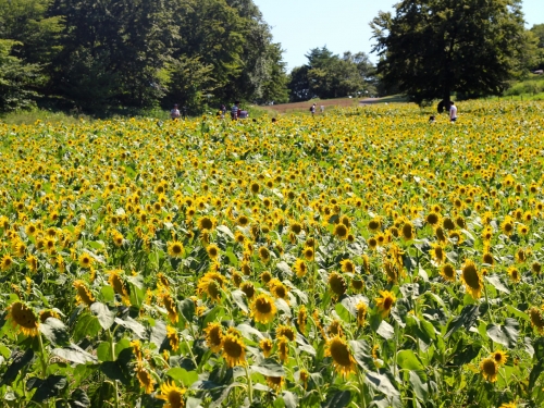 立川 八王子 日野で人気の観光スポットランキングtop50 立川 八王子 日野 観光スポット