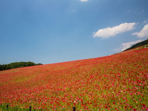 関東で人気の牧場ランキングtop 関東 観光地