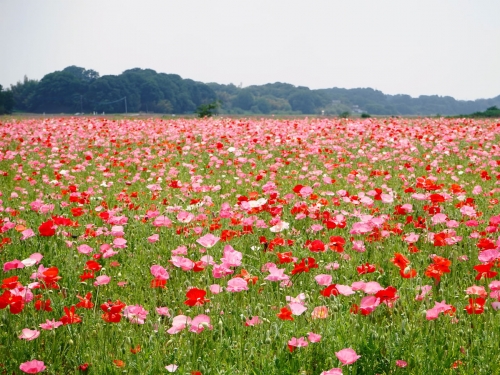 関東のおすすめポピー名所ランキングtop7 観光スポット 関東のおすすめポピー名所ランキングtop7 観光スポット