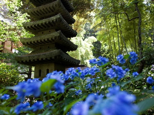 関東のおすすめあじさい名所ランキングtop84 観光スポット