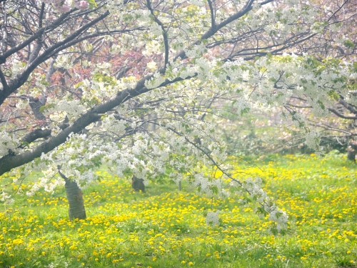 北海道の桜の名所ランキングtop17 観光地