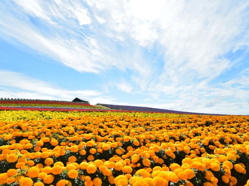 北海道で人気の花畑 10月 ランキング 観光地