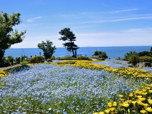 静岡のおすすめひまわり畑ランキングtop7 観光地