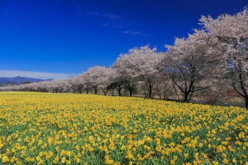 フォレストリゾート コニファーいわびつ周辺の人気観光スポット7選 料金 クチコミ比較