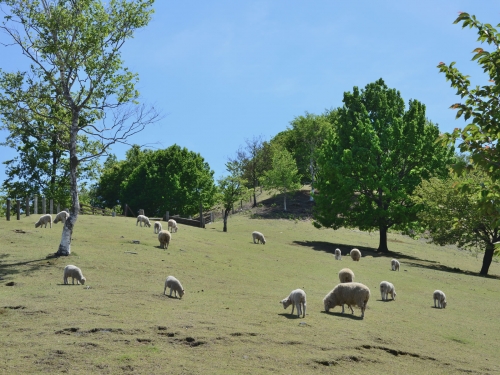 関東で人気の牧場ランキングtop 関東 観光地