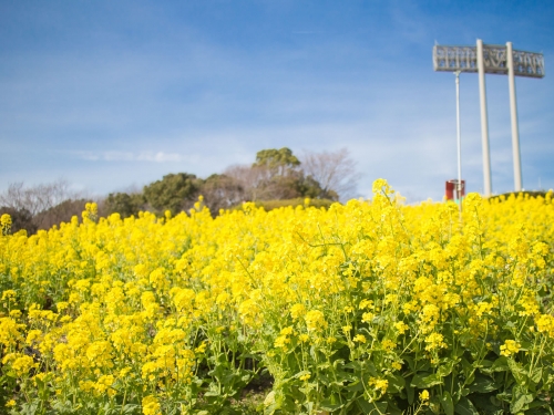神戸で人気の花畑 10月 ランキング 観光地