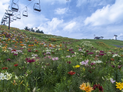 滋賀で人気の花畑 9月 ランキング 観光地