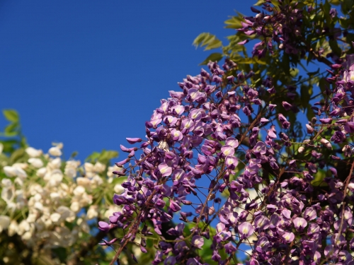 岡山で人気の藤の名所ランキングtop3 岡山 観光スポット