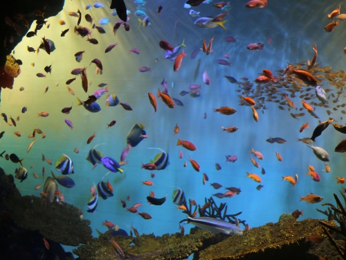 中国地方で人気の水族館ランキングtop10 観光地