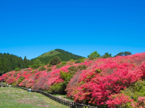 花畑 富田さとにわ耕園 (千葉市富田都市農業交流センター) その六