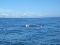 大方ホエールウォッチング
