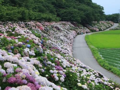 高知で人気の花畑ランキングTOP5（観光スポット）