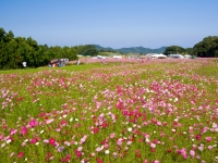 豊浦コスモスまつり