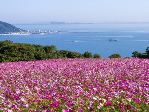 九州で人気の花畑ランキングtop41 九州 観光地
