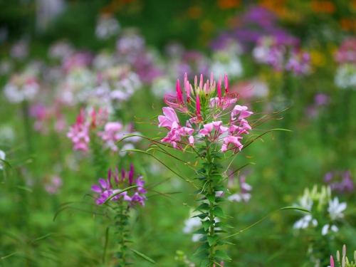 宮城で人気の花畑 4月 ランキングtop8 観光スポット