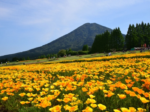 宮崎で人気の花畑ランキングtop10 観光地