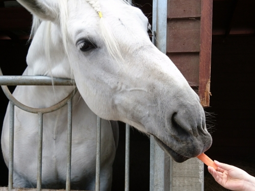 帯広市 子供と行きたい観光スポットランキングtop4 子連れ旅行におすすめ 観光スポット