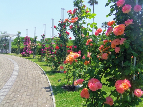 関西で人気の花畑 1月 ランキングtop7 観光スポット