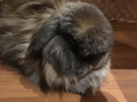 うさぎカフェ モンラパン