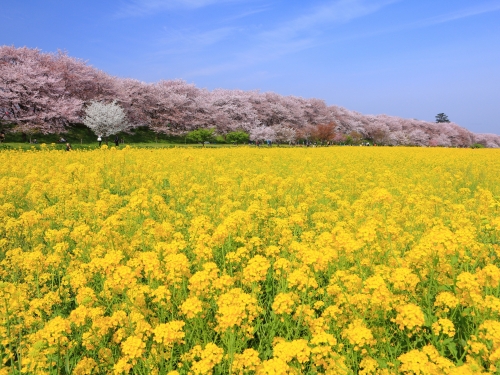 埼玉で人気の花畑 7月 ランキングtop15 観光スポット