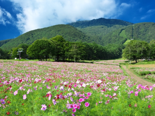 長野で人気の花畑ランキング 観光地