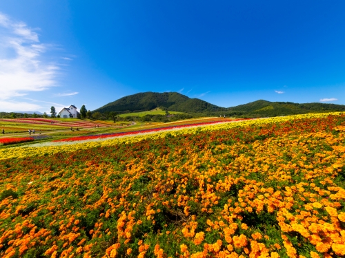 宮城で人気の花畑ランキング 観光スポット
