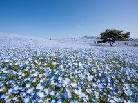 国営ひたち海浜公園 ネモフィラハーモニー
