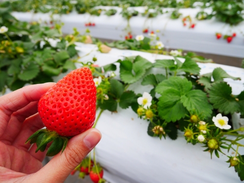 関西のおすすめいちご狩りランキングtop7 観光地