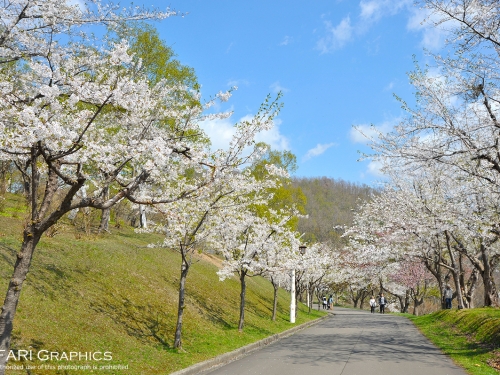 北海道の桜の名所ランキングtop17 観光地