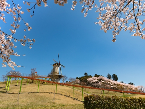 宮城で人気の花畑 5月 ランキングtop12 観光スポット