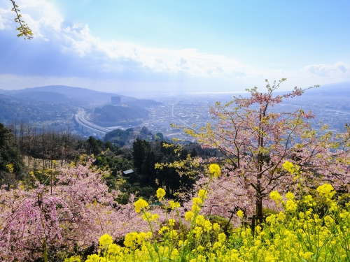 神奈川で人気の花畑 2月 ランキングtop5 観光地