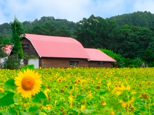 旭川 層雲峡 岩見沢 石狩で人気の花畑ランキングtop3 観光地