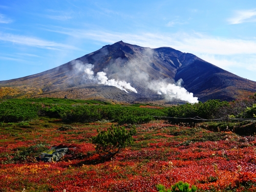 旭川 層雲峡 岩見沢 石狩で人気の花畑 6月 ランキングtop4 観光地